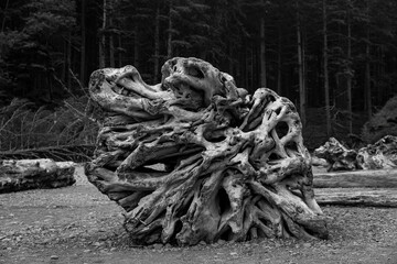 Black and white image of a huge fallen tree roots in famous Ruby Beach, Washington