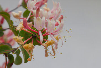 Climbing shrub, type species of the genus Honeysuckle, family Honeysuckle.