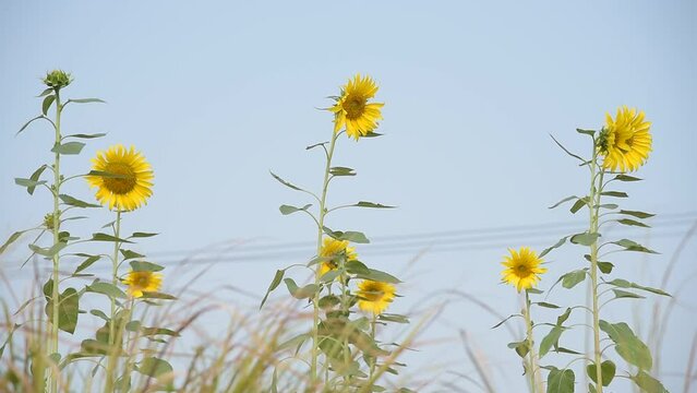 Sunflowers on sky background.