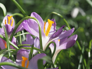 Erblühte Krokusse © ViRe Design