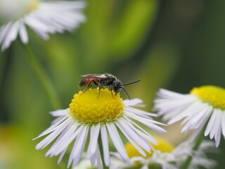 Wildbiene (Blutbiene) auf Berufkraut (Neophyt)
