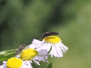 Wildbienen auf Berufkraut (Neophyt) © ViRe Design