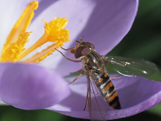 Schwebfliege an Krokus © ViRe Design