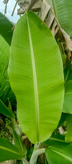 Banana leaves, banana leaf background