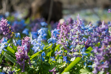 A spring meadow of flowers. Blue snowdrops and purple crested blossomed in the spring forest. Bright sunlight illuminates the clearing. A light breeze stirs the flowers The concept of awakening spring - 758638538