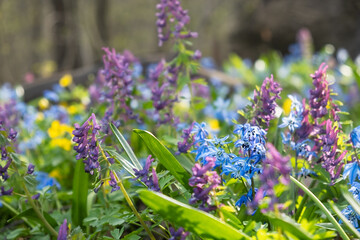 A spring meadow of flowers. Blue snowdrops and purple crested blossomed in the spring forest....