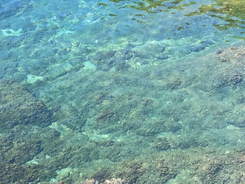 Transparent river water with algae