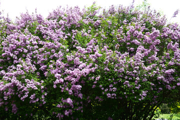 Flieder, Chinesischer Flieder,  Syringa x chinensis
