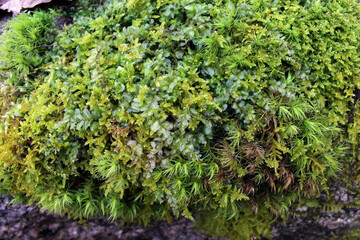 Fresh wet green moss covering tree bark texture background close up natural conditions