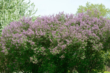 Obraz premium Flieder, Chinesischer Flieder, Syringa x chinensis