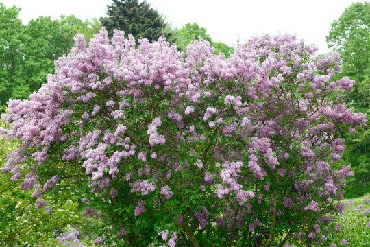 Flieder, Chinesischer Flieder,  Syringa x chinensis
