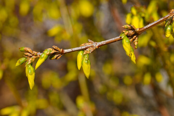Forsythie, Forsythia x intermedia