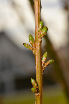 Forsythie, Forsythia x intermedia