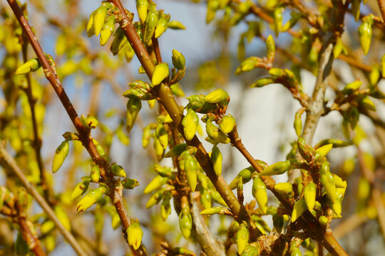 Forsythie, Forsythia x intermedia