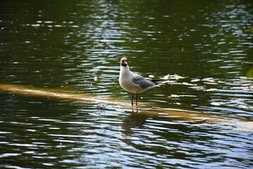 seagull on the water