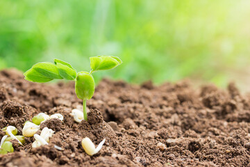 Plant seedlings on the ground and sunlight with copy space for use