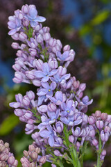Flieder,  Gemeiner Flieder, Syringa vulgaris