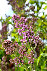 Flieder,  Gemeiner Flieder, Syringa vulgaris