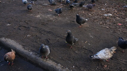 Pigeons