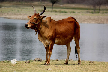 cow in the farm field with background lake