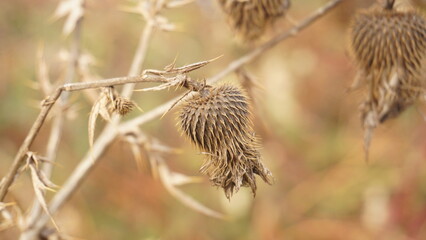 Dry plant