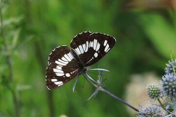 フタスジチョウ