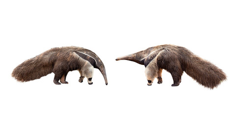 collection, Giant anteater isolated on White Background. clipping path included. Anteater zoo...