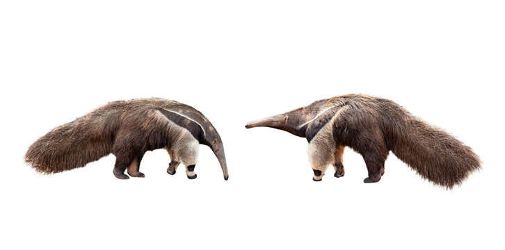 collection, Giant anteater isolated on White Background. clipping path included. Anteater zoo animal walking facing side. Giant Anteater, Myrmecophaga tridactyla, animal with long tail ane long nose.