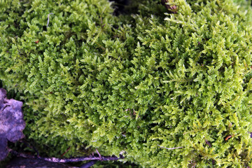 Fresh wet green moss covering tree bark texture background close up natural conditions