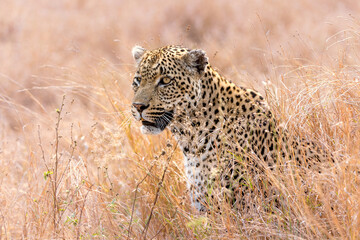 leopard in the grass