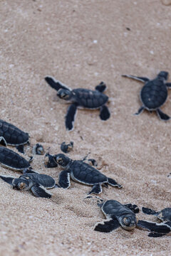 Group of green turtles hatchlings on the beach. Many baby turtles going out of the nest on the sand. Cute wildlife moment. Ningaloo national park in Exmouth, Western Australia. Portrait picture.