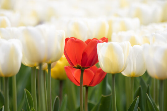Red tulips among the white tulip.