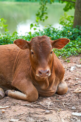 A resting cow in the countryside