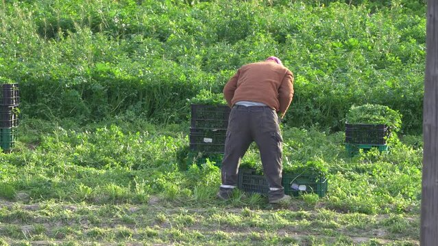 Farmer or farm worker picking up coriander or fennel growing in agricultural plantation during. Organic fenel supply in Murcia, Spain
