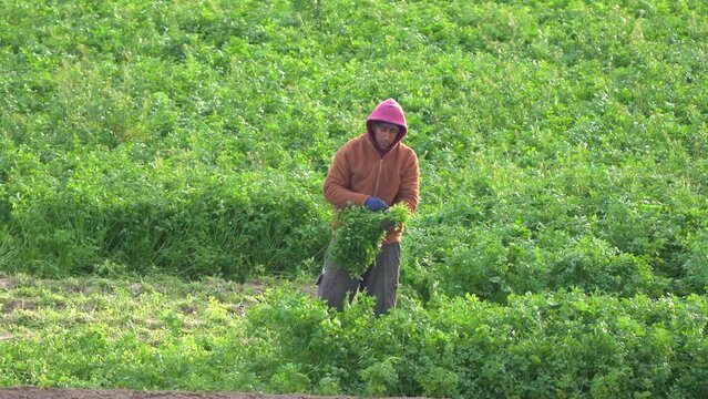 Farmer or farm worker picking up coriander or fennel growing in agricultural plantation during. Organic fenel supply in Murcia, Spain