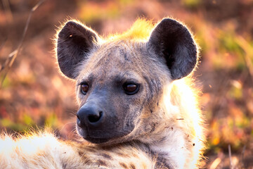 Portrait of a spotted hyena in the wild