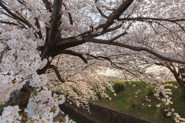 夕日に照らされる堤防の満開の桜並木