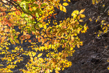 Fototapeta premium View of the branches and leaves in the autumn mountain