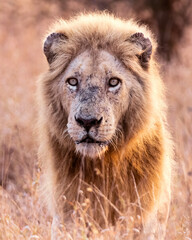 close up portrait of a white lion in the wild