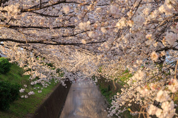 夕暮れの日没時、夕日に照らされる川沿いの堤防の満開の桜並木