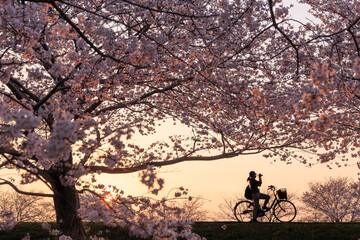 Obraz na płótnie Canvas 夕暮れの日没時、満開の桜の堤防で自転車にまたがったまま写真を撮る女性のシルエット
