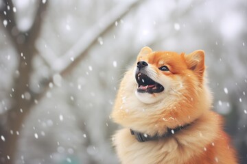 Obraz premium the dog rejoices at the flying snow