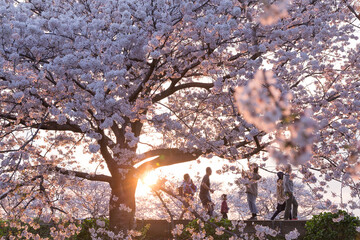 夕暮れの日没時、満開の桜の堤防を歩く人々