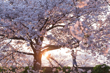 夕暮れの日没時、満開の桜の堤防を歩く女性
