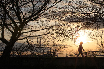 オレンジ色に染まった夕暮れの日没時、桜並木の堤防を歩く人のシルエット