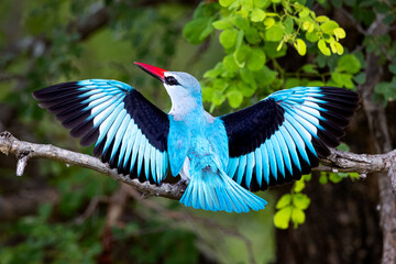 Woodlands kingfisher in the forest displaying its wings