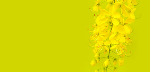 Cassia fistula flower on green background.