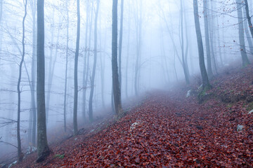 Beauitful foggy light in misty autumn season forest with empty path covered with leaves. - 758653960