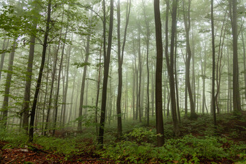 Beauitful green beech tree foggy forest landscape.