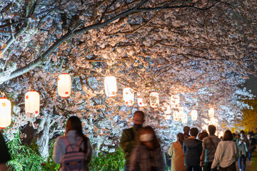 桜祭りでライトアップされた桜並木の景色を楽しむ人々